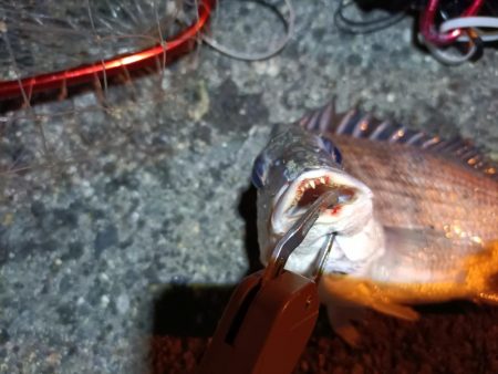 2023/03/30 南港ライトゲーム釣行