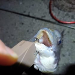 2023/04/03 南港ヘチ釣り釣行