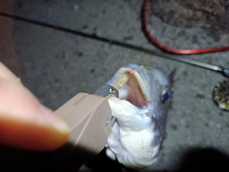 2023/04/03 南港ヘチ釣り釣行