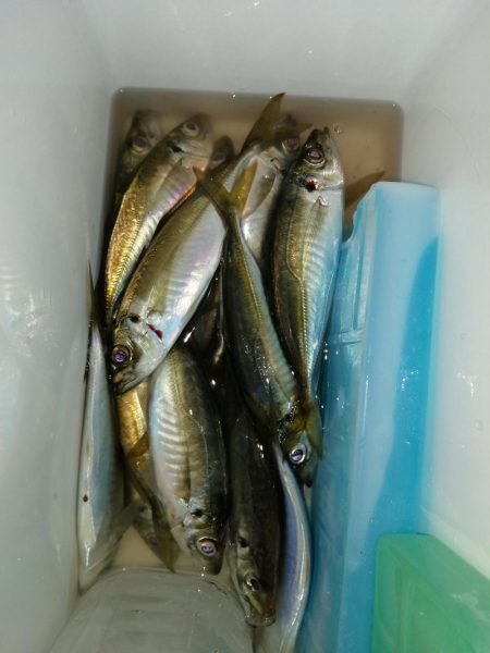 時期が来ましたか？