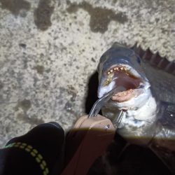 2023/04/05 南港ヘチ釣り釣行