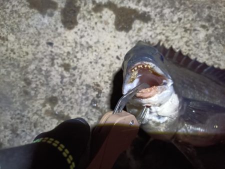 2023/04/05 南港ヘチ釣り釣行