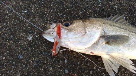 青物狙いでシーバス