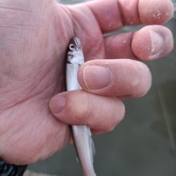 2023/04/08 大阪市内河川 稚鮎釣り