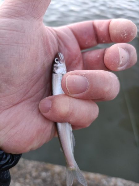 2023/04/08 大阪市内河川 稚鮎釣り