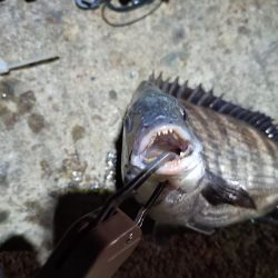 2023/04/09 南港ライトゲーム釣行