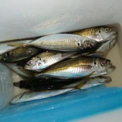 春アジとらえれず