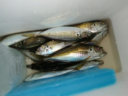 春アジとらえれず