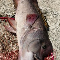 到着後１投目でドカーン