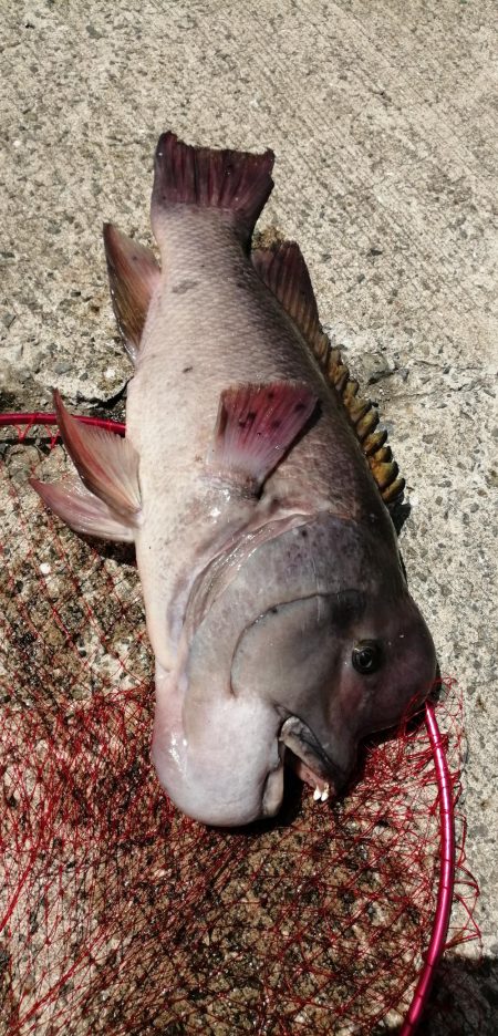 到着後１投目でドカーン