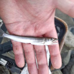 2023/04/13 大阪市内河川 稚鮎釣り