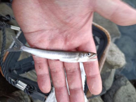 2023/04/13 大阪市内河川 稚鮎釣り