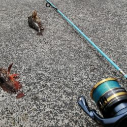 ちびガシラ連発