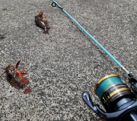 ちびガシラ連発