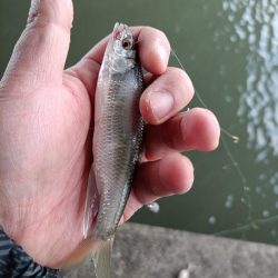 2023/04/17 大阪市内河川 稚鮎釣り