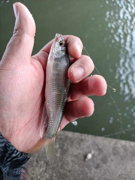 2023/04/17 大阪市内河川 稚鮎釣り