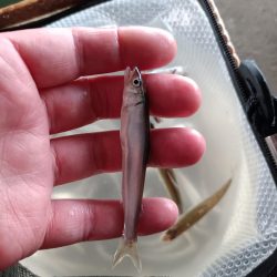 2023/04/20 大阪市内河川 稚鮎釣り