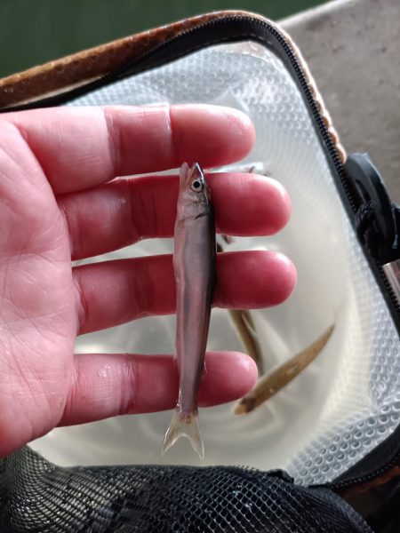 2023/04/20 大阪市内河川 稚鮎釣…