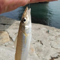 キスの活性が上がりません