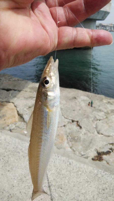 キスの活性が上がりません