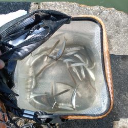 2023/04/22 大阪市内河川 稚鮎釣り