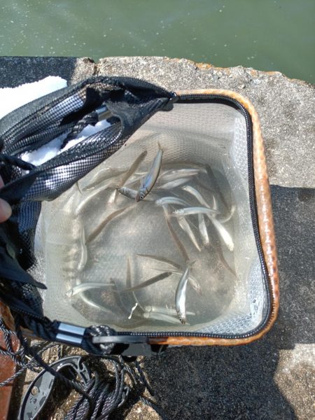 2023/04/22 大阪市内河川 稚鮎釣り