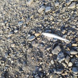 ヒラメバラシからのデカアタリの正体は…