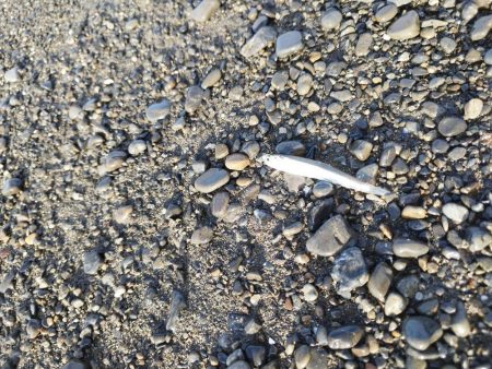 ヒラメバラシからのデカアタリの正体は…