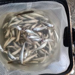 2023/04/23 大阪市内河川 稚鮎釣り