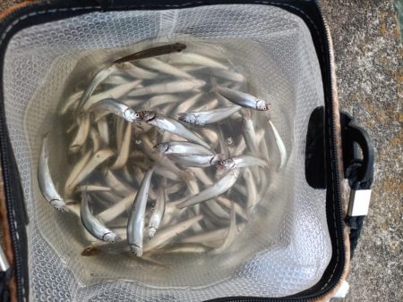 2023/04/23 大阪市内河川 稚鮎釣り