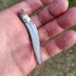 2023/04/24 大阪市内河川 稚鮎釣り