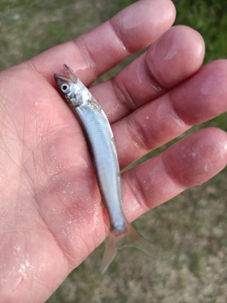 2023/04/24 大阪市内河川 稚鮎釣り