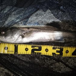 日によってサイズはバラバラ…