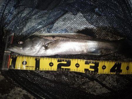 日によってサイズはバラバラ…