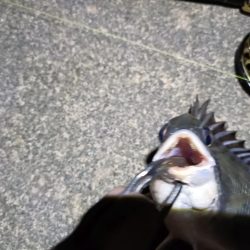 2023/04/24 舞洲ヘチ釣り釣行 遠征