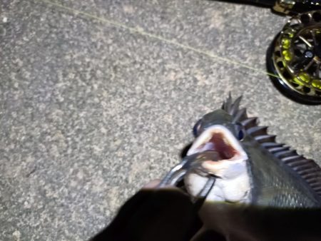 2023/04/24 舞洲ヘチ釣り釣行 遠征