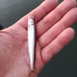 2023/04/27 大阪市内河川 稚鮎釣り