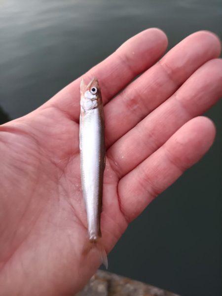 2023/04/27 大阪市内河川 稚鮎釣り