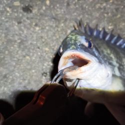 2023/04/27 南港ヘチ釣り釣行