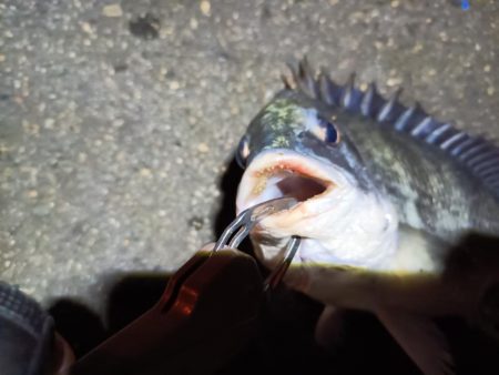 2023/04/27 南港ヘチ釣り釣行