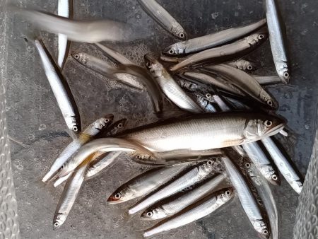 2023/04/28 大阪市内河川 稚鮎釣…