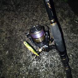 やっぱり時合いは短い…