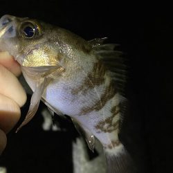 あの手この手で