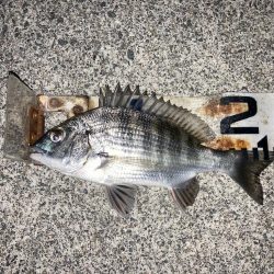 小春日和で紀州釣り