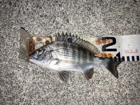 小春日和で紀州釣り