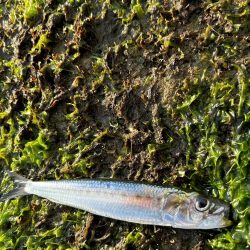 ランガンアジング