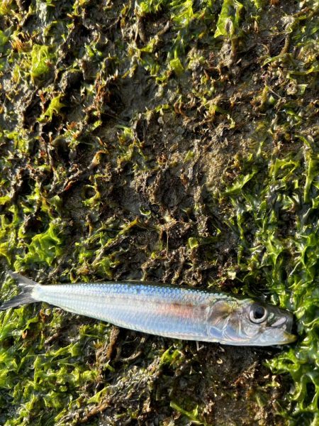 ランガンアジング