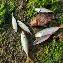 朝マヅメあじん