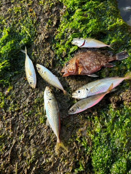 朝マヅメあじん