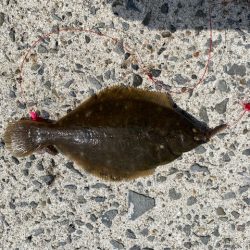 カレイ釣り
